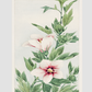 Hibiscus plant during 1870–1880 by Megata Morikaga.
