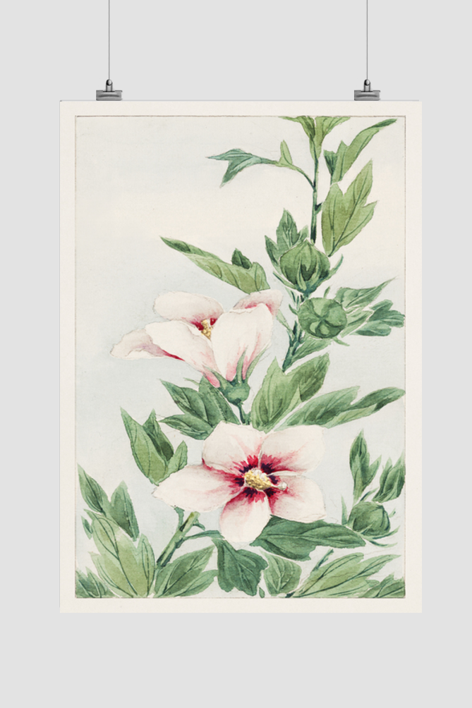Hibiscus plant during 1870–1880 by Megata Morikaga.
