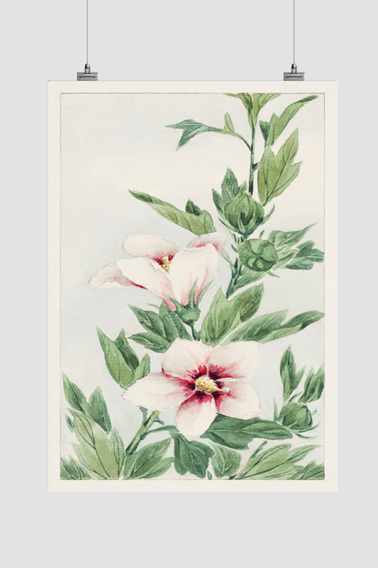 Hibiscus plant during 1870–1880 by Megata Morikaga.
