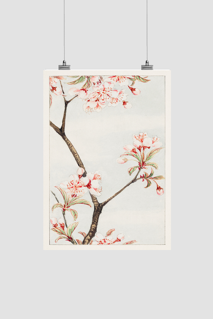 Sakura cherry during 1870–1880 by Megata Morikaga