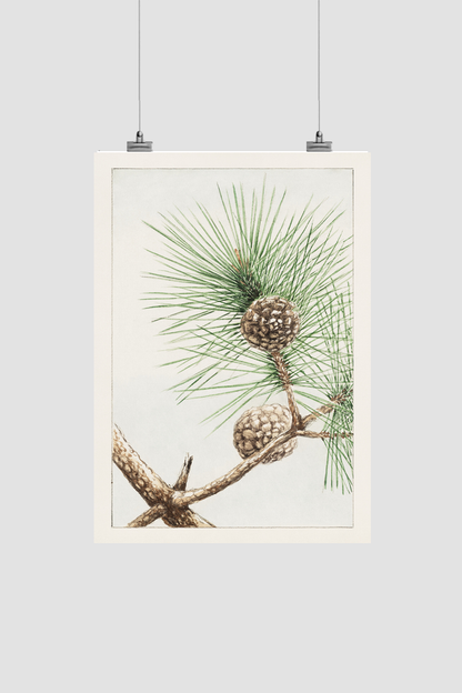 Matsu pine during 1870–1880 by Megata Morikaga.