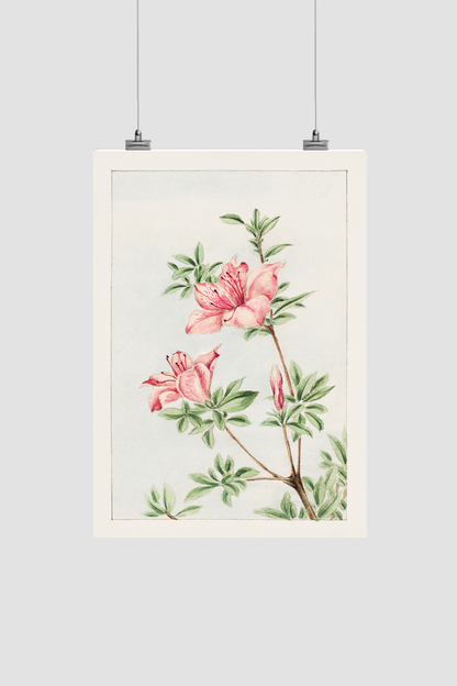 Tsutsuji rhododendron Judicum (azalea) during 1870–1880 by Megata Morikaga
