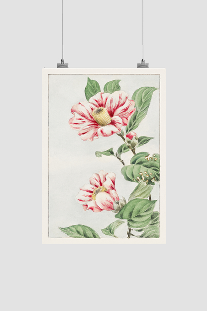 Tsubaki camelia during 1870–1880 by Megata Morikaga.