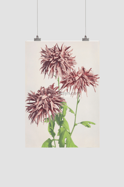 Beautiful photomechanical prints of Three Pink Chrysanthemum (1887–1897) by Ogawa Kazumasa