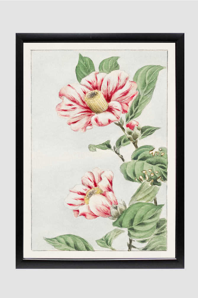 Tsubaki camelia during 1870–1880 by Megata Morikaga.