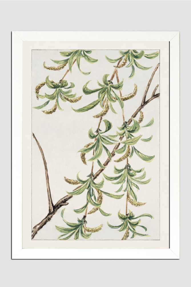 Yanagi (willow) during 1870–1880 by Megata Morikaga.