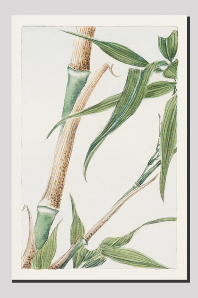 Japanese Bamboo during 1870–1880 by Megata Morikaga