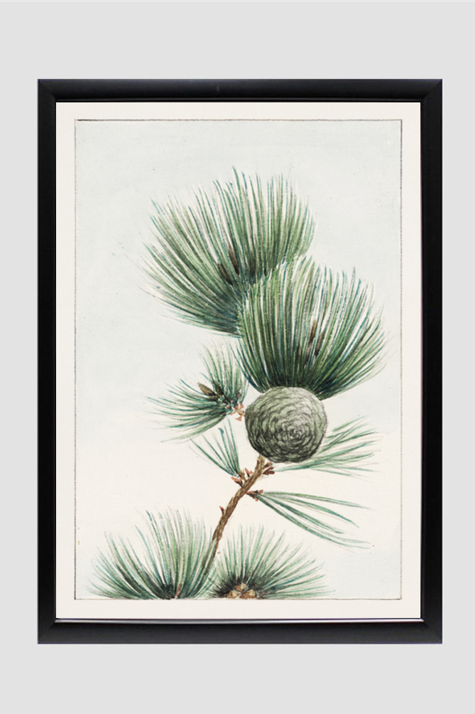 Gayo matsu pine during 1870–1880 by Megata Morikaga