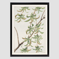 Yanagi (willow) during 1870–1880 by Megata Morikaga.