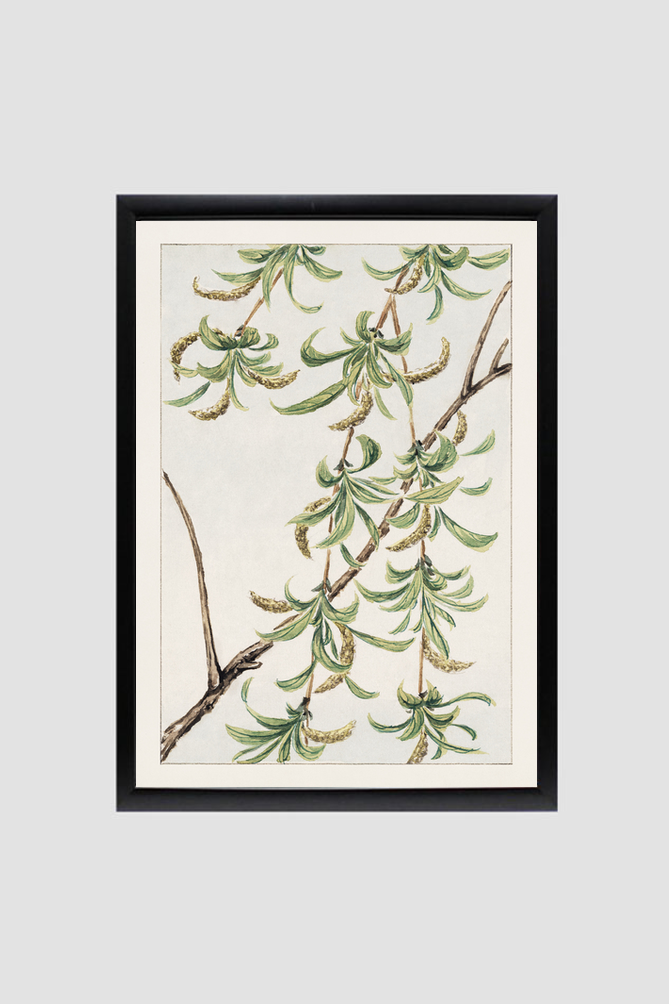Yanagi (willow) during 1870–1880 by Megata Morikaga.