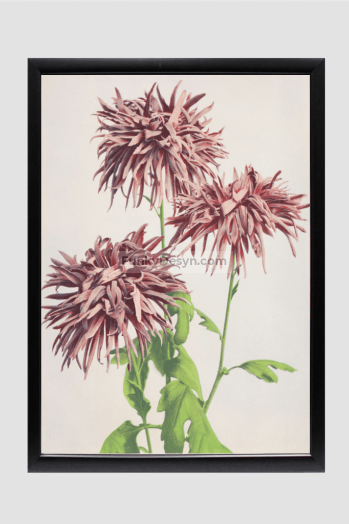Beautiful photomechanical prints of Three Pink Chrysanthemum (1887–1897) by Ogawa Kazumasa