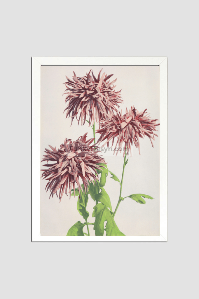 Beautiful photomechanical prints of Three Pink Chrysanthemum (1887–1897) by Ogawa Kazumasa