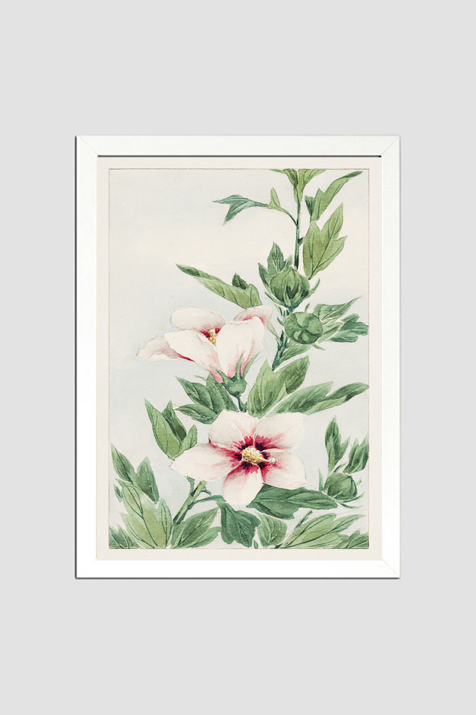Hibiscus plant during 1870–1880 by Megata Morikaga.