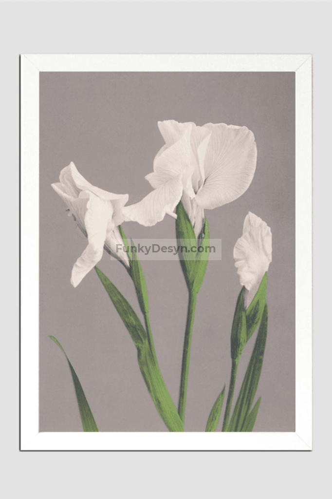 Beautiful photomechanical prints of White Irises (1887–1897) by Ogawa Kazumasa.